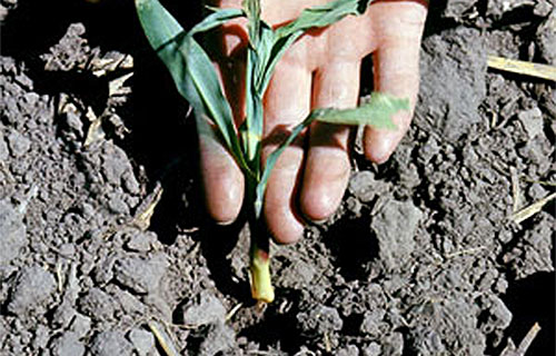 below ground cut damage
