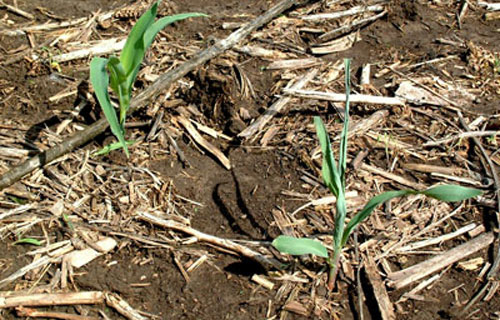 damaged vegetation with heavy residue