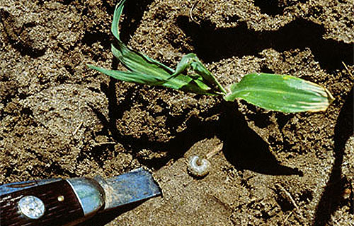 damaged vegetation with Black Cutworm larvae