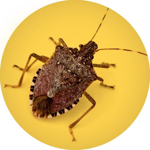Brown Marmorated Stink Bug