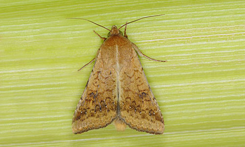 Corn Earworm wings closed