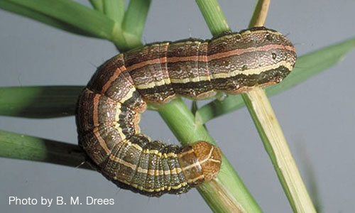 Fall Armyworm larvae