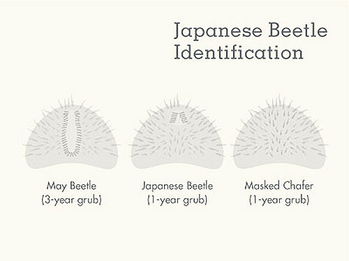 diagram showing variation of bristle pattern on raster between May Beetle, Japanese Beetle, and Masked Chafer