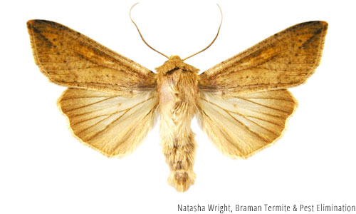 True Armyworm wings spread