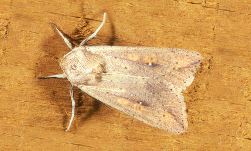 True Armyworm wings closed