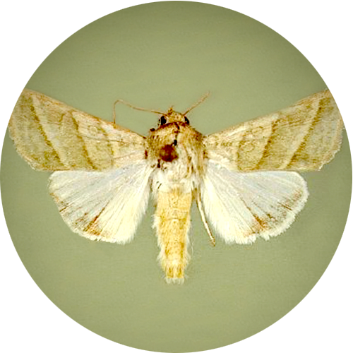 Tobacco Budworm Moth