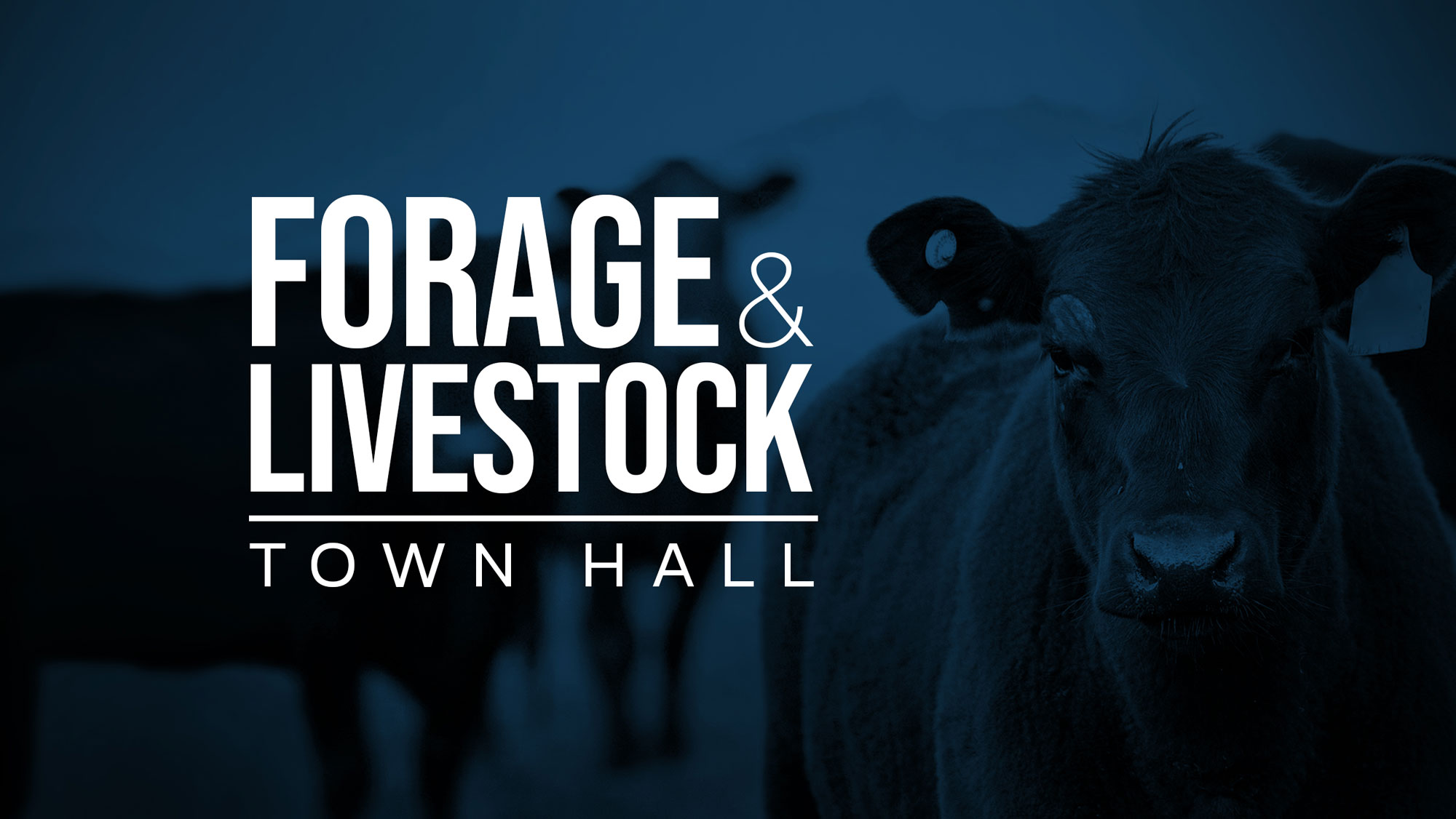 Forage & Livestock Town Hall with cow