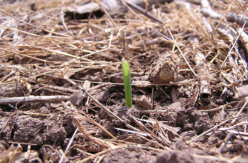 corn sprout in field