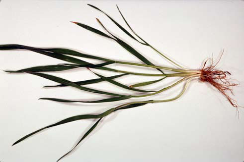 A wheat plant with a main stem and three good-sized tillers.