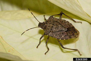 srown marmorated stink bug