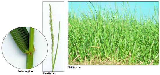 fescue grass hay