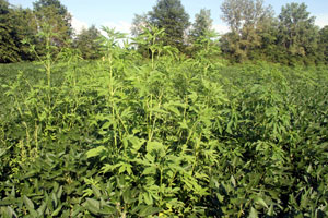 giant ragweed infestation in soybeans