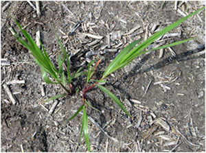 Weed Of The Month: Fall Panicum    Integrated Crop And Pest Management 