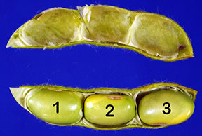 seeds at stage 6