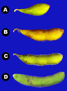 Soybean pods at harvest contain one to four seeds 