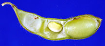 3-seeded pod