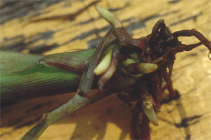 Figure 2. Corn plant with stunted nodal root growth typical of rootless corn syndrome.
