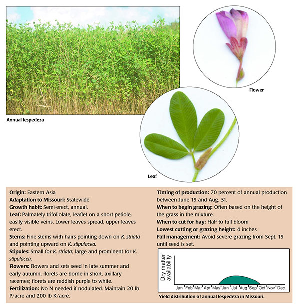 Forage Of The Month Lespedeza Annual Integrated Crop And Pest 