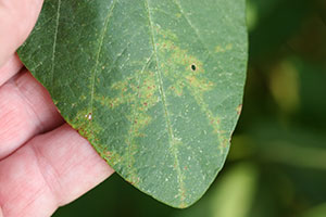 Initial symptoms of soybean vein necrosis
