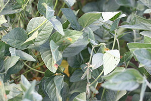 Symptoms scattered on leaves in upper and mid-canopy