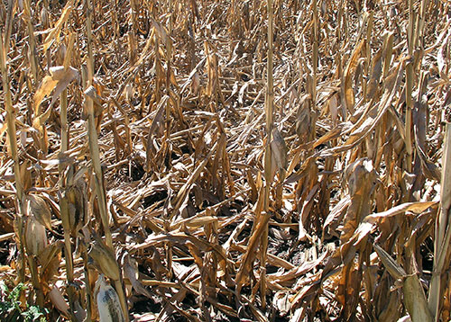 Poor corn stalk quality and stem breakage are common following drought stress.