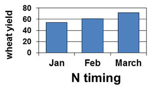 graph: nitrogen timing effects on wheat yield.