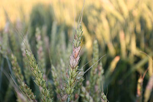 Fusarium Head Blight