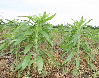 Horseweed