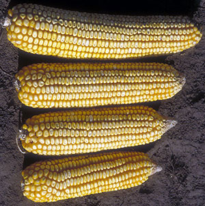 corn ears