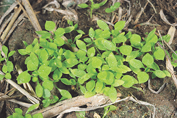 chickweed