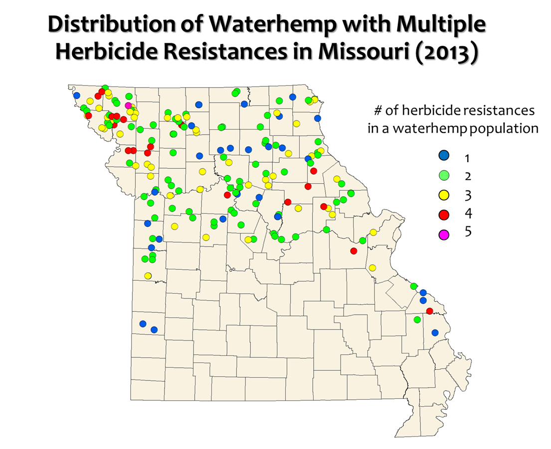 map of Missouri showing distribution of waterhemp with multiple herbicide resistances in Missouri (2013)