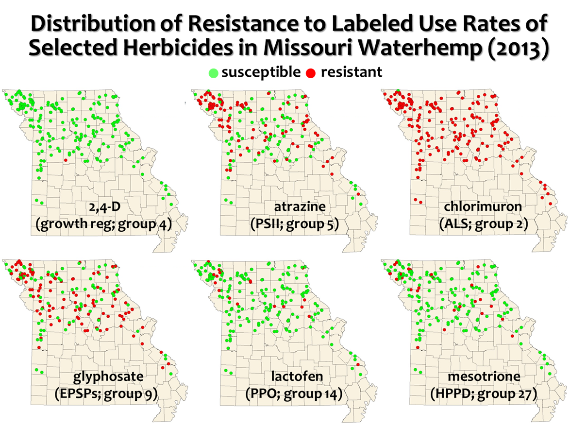 The Situation With Herbicide Resistance In Missouri Waterhemp ...