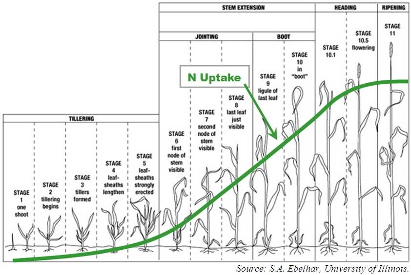green-up stages for wheat