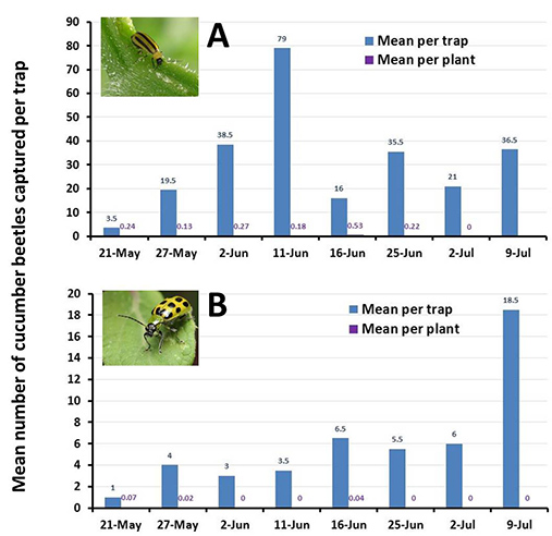 A novel mass trapping system to control cucumber beetles in cucurbit ...