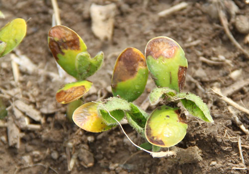 Early-season herbicide injury to soybean