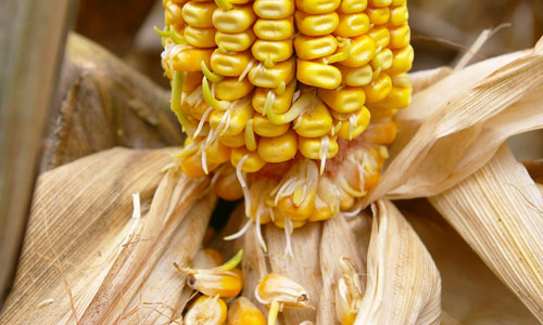 kernel sprouting in corn