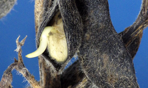 premature soybean germination