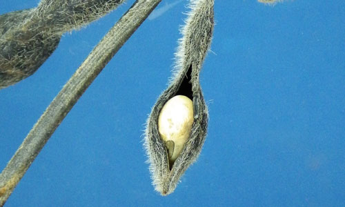 separated soybean pod