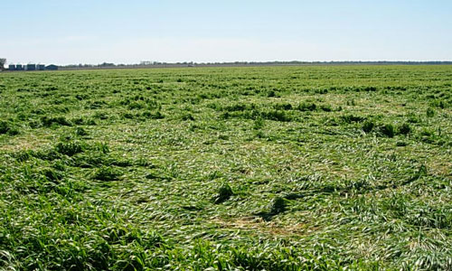 Lodged wheat field from SW Missouri in 2007 following heavy rain after the Easter freeze.