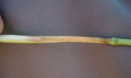 weakened stem with leaf sheaths removed showing browning