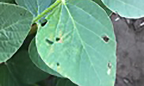 Symptoms of bacterial blight on soybean leaf by midseason
