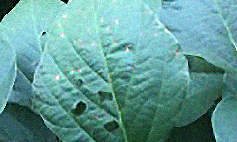 Symptoms of frogeye leaf spot on soybean leaf by midseason