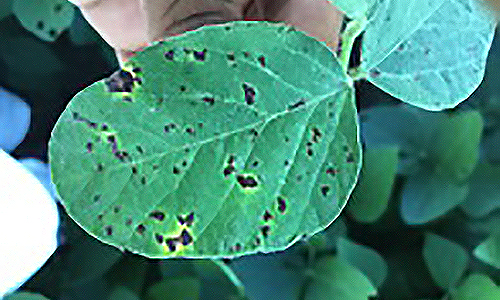 Symptoms of <em>Septoria</em> brown spot on first trifoliolate leaf of soybean