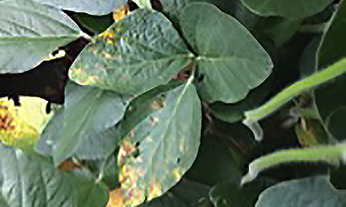 Symptoms of Septoria brown spot in lower leaves by midseason