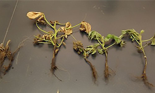 Plants showing symptoms of Phytophthora stem rot