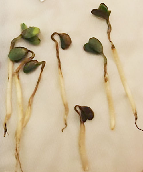 Soybean seedlings with rot at the necks