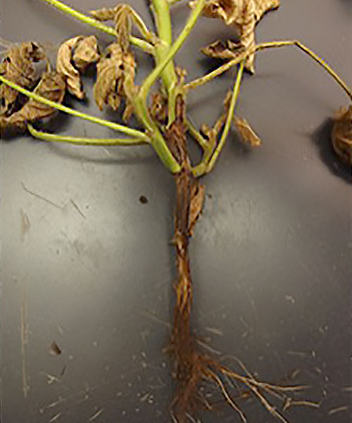 Stem lesion caused by Phytophthora stem rot