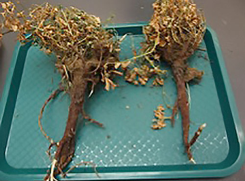 sample of alfalfa with violet root rot