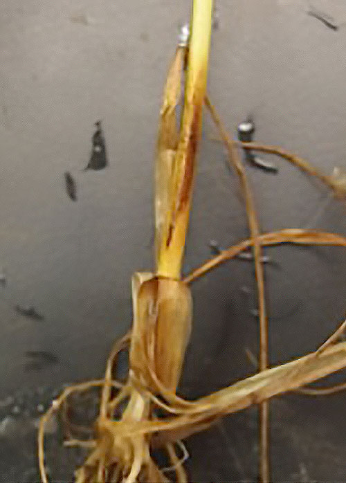 Sharp eyespot lesion on a sample of wheat
