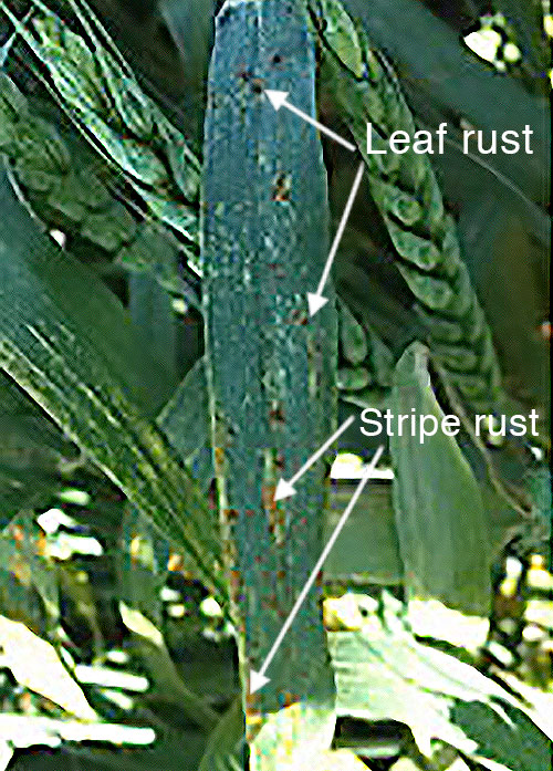 heat leaf with both leaf and stripe rust